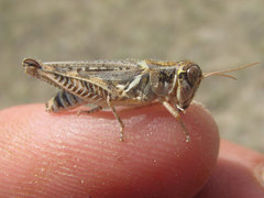 Melanoplus infantilis