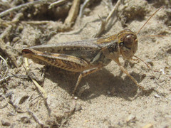 Melanoplus infantilis