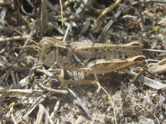Melanoplus infantilis