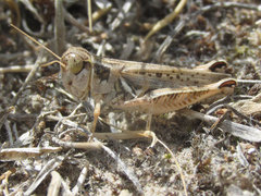 Melanoplus infantilis