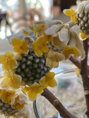 Edgeworthia