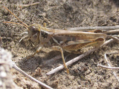 Melanoplus infantilis