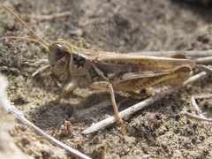 Melanoplus infantilis
