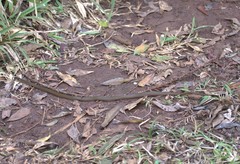 Dibernardia bilineata
