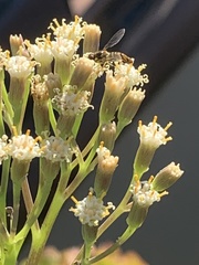 Magnoliopsida
