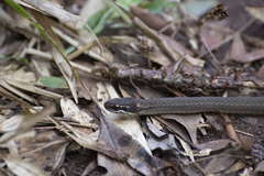 Dibernardia bilineata