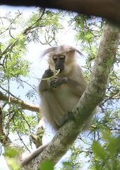 Cercocebus galeritus