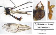 Ptychoptera albimana