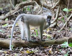 Cercocebus galeritus