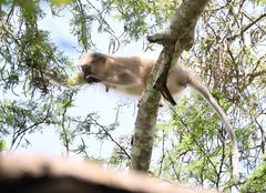 Cercocebus galeritus