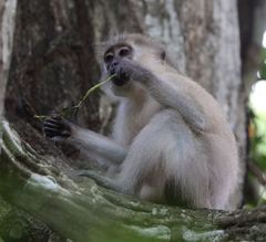 Cercocebus galeritus