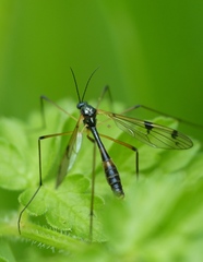 Ptychoptera lacustris
