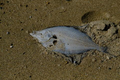 Platichthys stellatus
