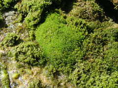 Bryum gemmiparum