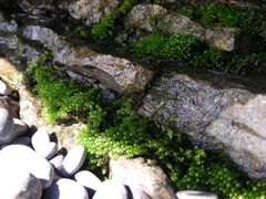 Bryum gemmiparum