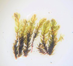 Bryum gemmiparum