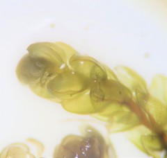 Bryum gemmiparum