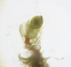 Bryum gemmiparum