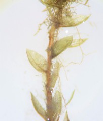 Bryum gemmiparum