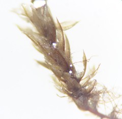 Bryum gemmiparum