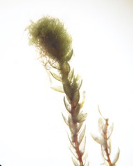 Bryum gemmiparum