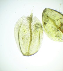 Bryum gemmiparum