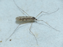 Rhipidia maculata