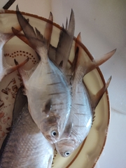 Trachinotus rhodopus