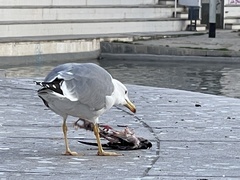 Larus michahellis