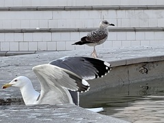 Larus michahellis