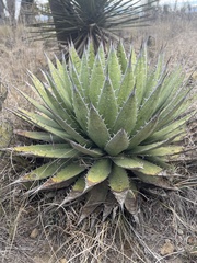 Agave horrida perotensis