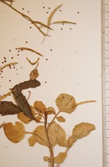 Nasturtium microphyllum