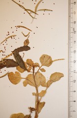Nasturtium microphyllum