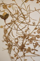 Nasturtium microphyllum