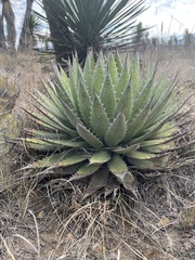 Agave horrida perotensis