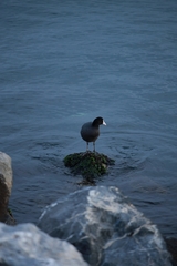 Fulica atra