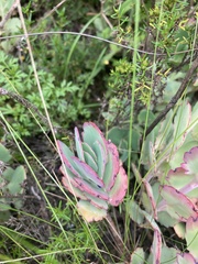 Kalanchoe laxiflora