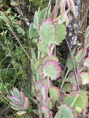 Kalanchoe laxiflora