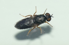 Scenopinus fenestralis