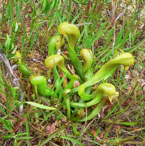 Darlingtonia californica