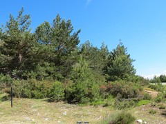 Erica australis