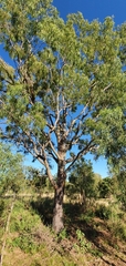 Corymbia tessellaris