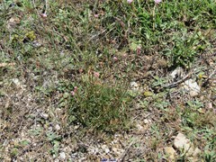 Armeria arenaria