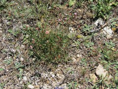 Armeria arenaria