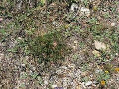 Armeria arenaria