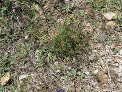 Armeria arenaria