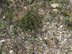 Armeria arenaria