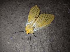 Pseudischnocampa