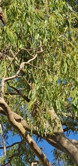 Corymbia tessellaris