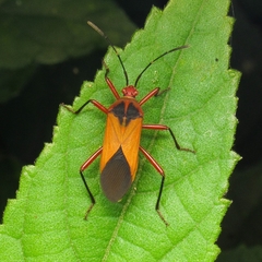 Hypselonotus bitrianguliger